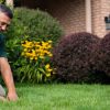 lawn care mn